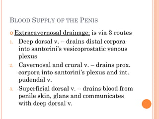 BLOOD SUPPLY OF THE PENIS
 Extracavernosal     drainage: is via 3 routes
1.   Deep dorsal v. – drains distal corpora
     into santorini’s vesicoprostatic venous
     plexus
2.   Cavernosal and crural v. – drains prox.
     corpora into santorini’s plexus and int.
     pudendal v.
3.   Superficial dorsal v. – drains blood from
     penile skin, glans and communicates
     with deep dorsal v.
 