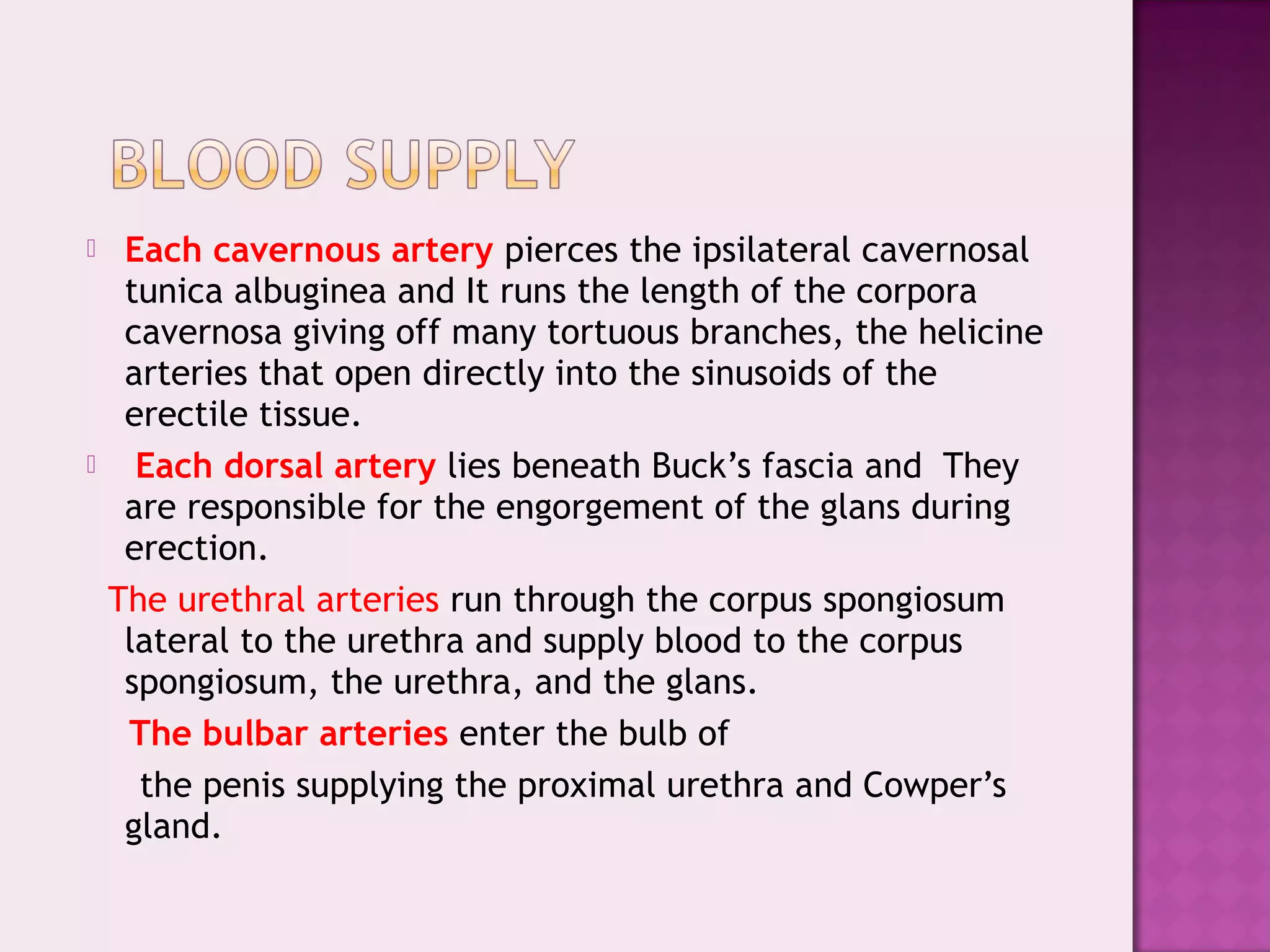  Each cavernous artery pierces the ipsilateral cavernosal
tunica albuginea and It runs the length of the corpora
cavernosa giving off many tortuous branches, the helicine
arteries that open directly into the sinusoids of the
erectile tissue.
 Each dorsal artery lies beneath Buck’s fascia and They
are responsible for the engorgement of the glans during
erection.
The urethral arteries run through the corpus spongiosum
lateral to the urethra and supply blood to the corpus
spongiosum, the urethra, and the glans.
The bulbar arteries enter the bulb of
the penis supplying the proximal urethra and Cowper’s
gland.
 