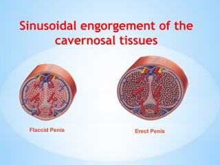 Sinusoidal engorgement of the
cavernosal tissues
Flaccid Penis Erect Penis
 