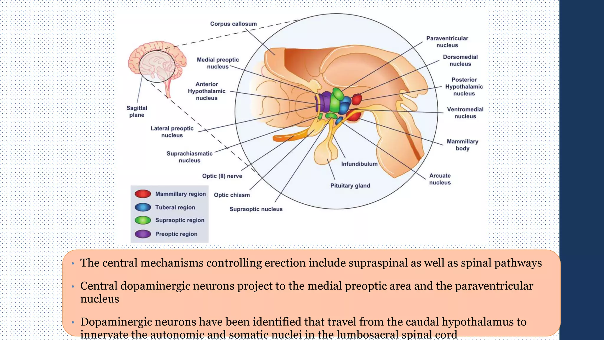 • The central mechanisms controlling erection include supraspinal as well as spinal pathways
• Central dopaminergic neurons project to the medial preoptic area and the paraventricular
nucleus
• Dopaminergic neurons have been identified that travel from the caudal hypothalamus to
innervate the autonomic and somatic nuclei in the lumbosacral spinal cord
 