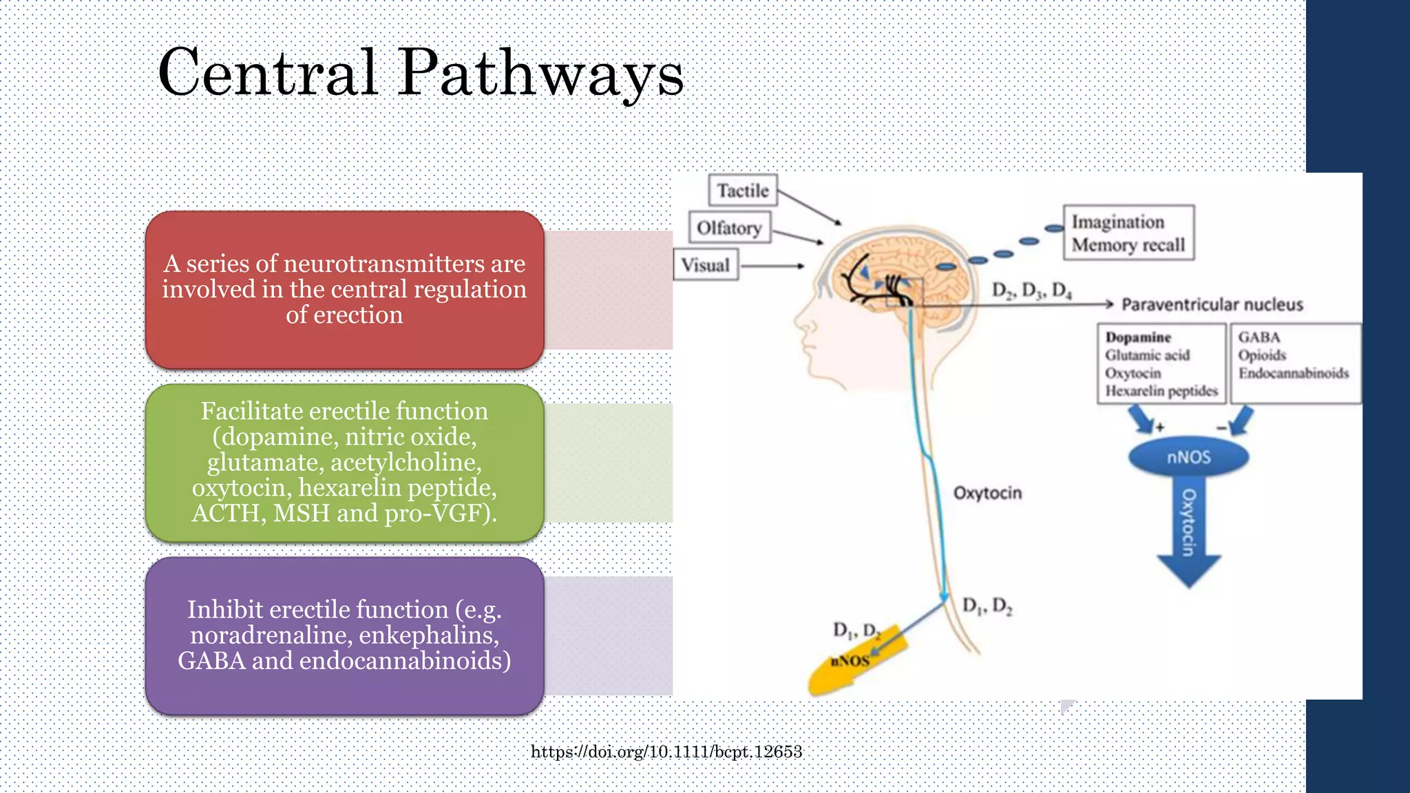 Central Pathways
A series of neurotransmitters are
involved in the central regulation
of erection
Facilitate erectile function
(dopamine, nitric oxide,
glutamate, acetylcholine,
oxytocin, hexarelin peptide,
ACTH, MSH and pro-VGF).
Inhibit erectile function (e.g.
noradrenaline, enkephalins,
GABA and endocannabinoids)
https://doi.org/10.1111/bcpt.12653
 
