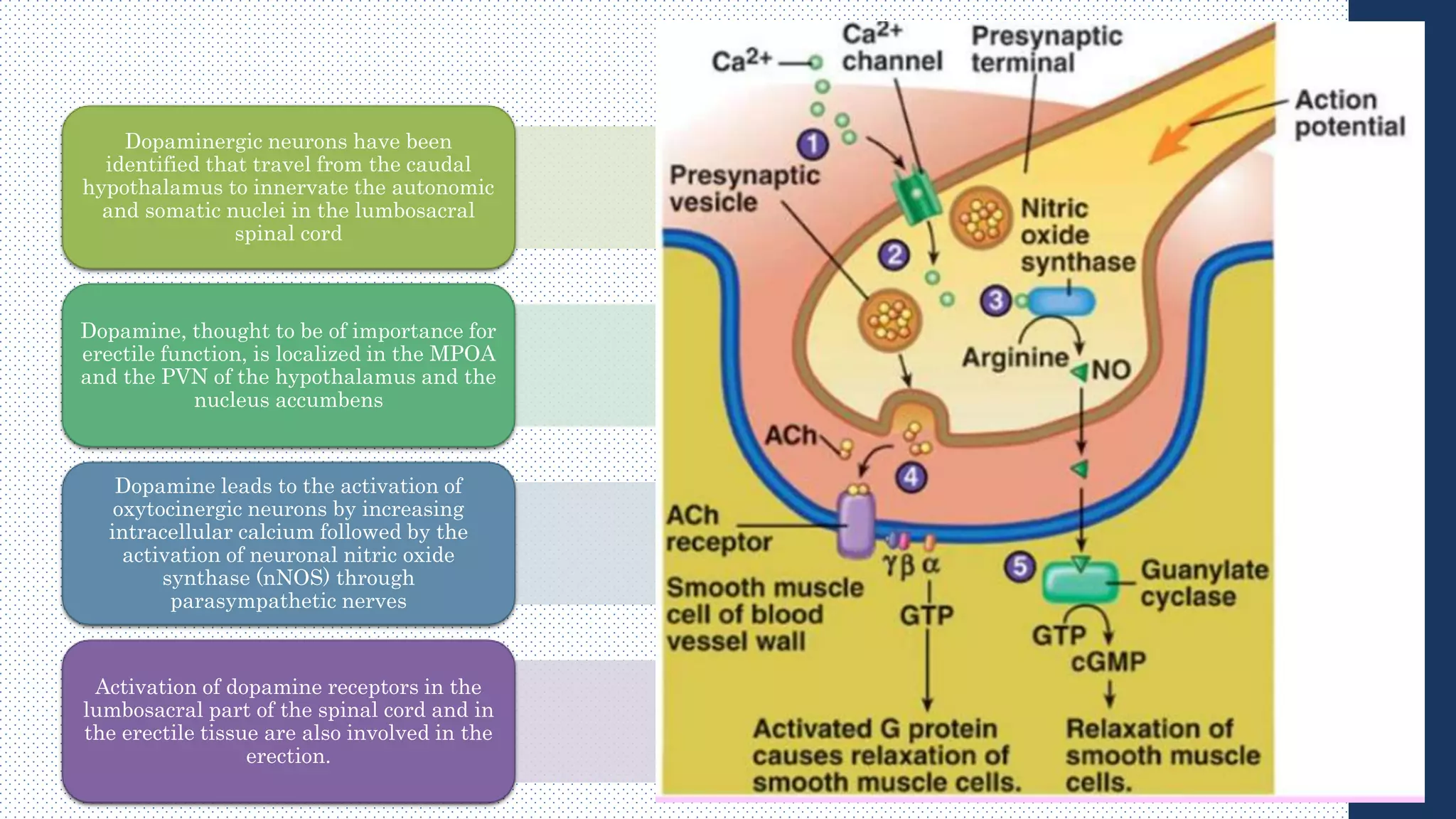 Dopaminergic neurons have been
identified that travel from the caudal
hypothalamus to innervate the autonomic
and somatic nuclei in the lumbosacral
spinal cord
Dopamine, thought to be of importance for
erectile function, is localized in the MPOA
and the PVN of the hypothalamus and the
nucleus accumbens
Dopamine leads to the activation of
oxytocinergic neurons by increasing
intracellular calcium followed by the
activation of neuronal nitric oxide
synthase (nNOS) through
parasympathetic nerves
Activation of dopamine receptors in the
lumbosacral part of the spinal cord and in
the erectile tissue are also involved in the
erection.
 