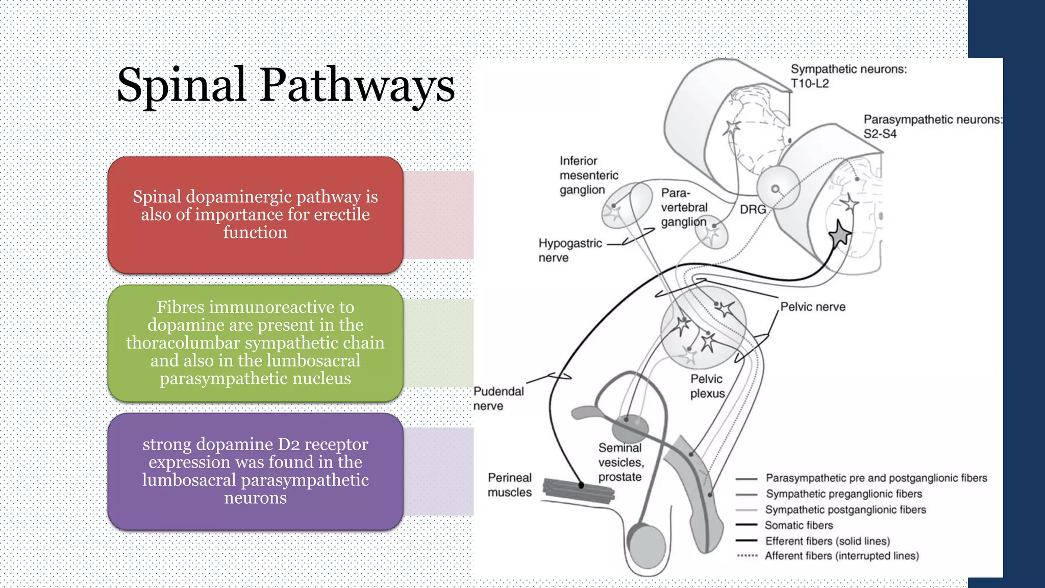 Spinal Pathways
Spinal dopaminergic pathway is
also of importance for erectile
function
Fibres immunoreactive to
dopamine are present in the
thoracolumbar sympathetic chain
and also in the lumbosacral
parasympathetic nucleus
strong dopamine D2 receptor
expression was found in the
lumbosacral parasympathetic
neurons
 