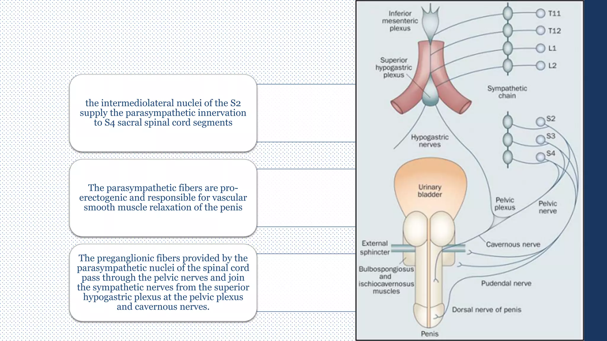 the intermediolateral nuclei of the S2
supply the parasympathetic innervation
to S4 sacral spinal cord segments
The parasympathetic fibers are pro-
erectogenic and responsible for vascular
smooth muscle relaxation of the penis
The preganglionic fibers provided by the
parasympathetic nuclei of the spinal cord
pass through the pelvic nerves and join
the sympathetic nerves from the superior
hypogastric plexus at the pelvic plexus
and cavernous nerves.
 