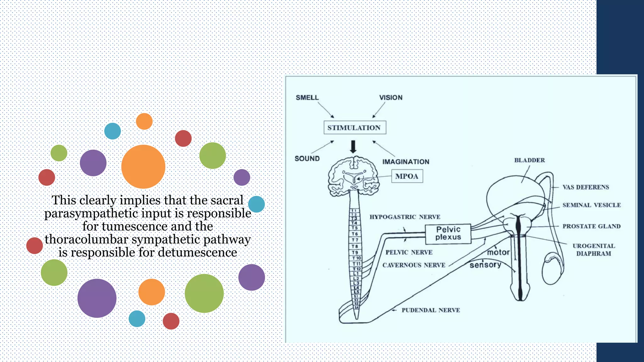 This clearly implies that the sacral
parasympathetic input is responsible
for tumescence and the
thoracolumbar sympathetic pathway
is responsible for detumescence
 
