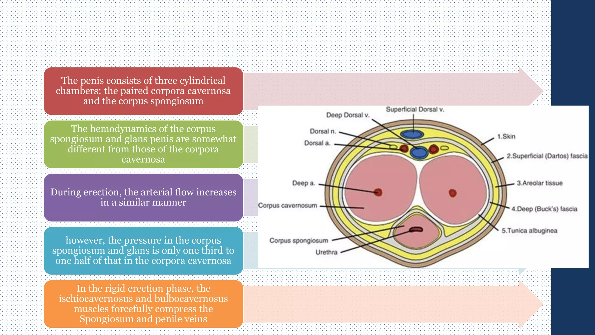 The penis consists of three cylindrical
chambers: the paired corpora cavernosa
and the corpus spongiosum
The hemodynamics of the corpus
spongiosum and glans penis are somewhat
different from those of the corpora
cavernosa
During erection, the arterial flow increases
in a similar manner
however, the pressure in the corpus
spongiosum and glans is only one third to
one half of that in the corpora cavernosa
In the rigid erection phase, the
ischiocavernosus and bulbocavernosus
muscles forcefully compress the
Spongiosum and penile veins
 