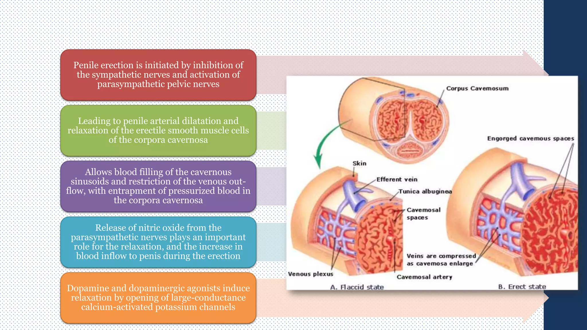 Penile erection is initiated by inhibition of
the sympathetic nerves and activation of
parasympathetic pelvic nerves
Leading to penile arterial dilatation and
relaxation of the erectile smooth muscle cells
of the corpora cavernosa
Allows blood filling of the cavernous
sinusoids and restriction of the venous out-
flow, with entrapment of pressurized blood in
the corpora cavernosa
Release of nitric oxide from the
parasympathetic nerves plays an important
role for the relaxation, and the increase in
blood inflow to penis during the erection
Dopamine and dopaminergic agonists induce
relaxation by opening of large-conductance
calcium-activated potassium channels
 