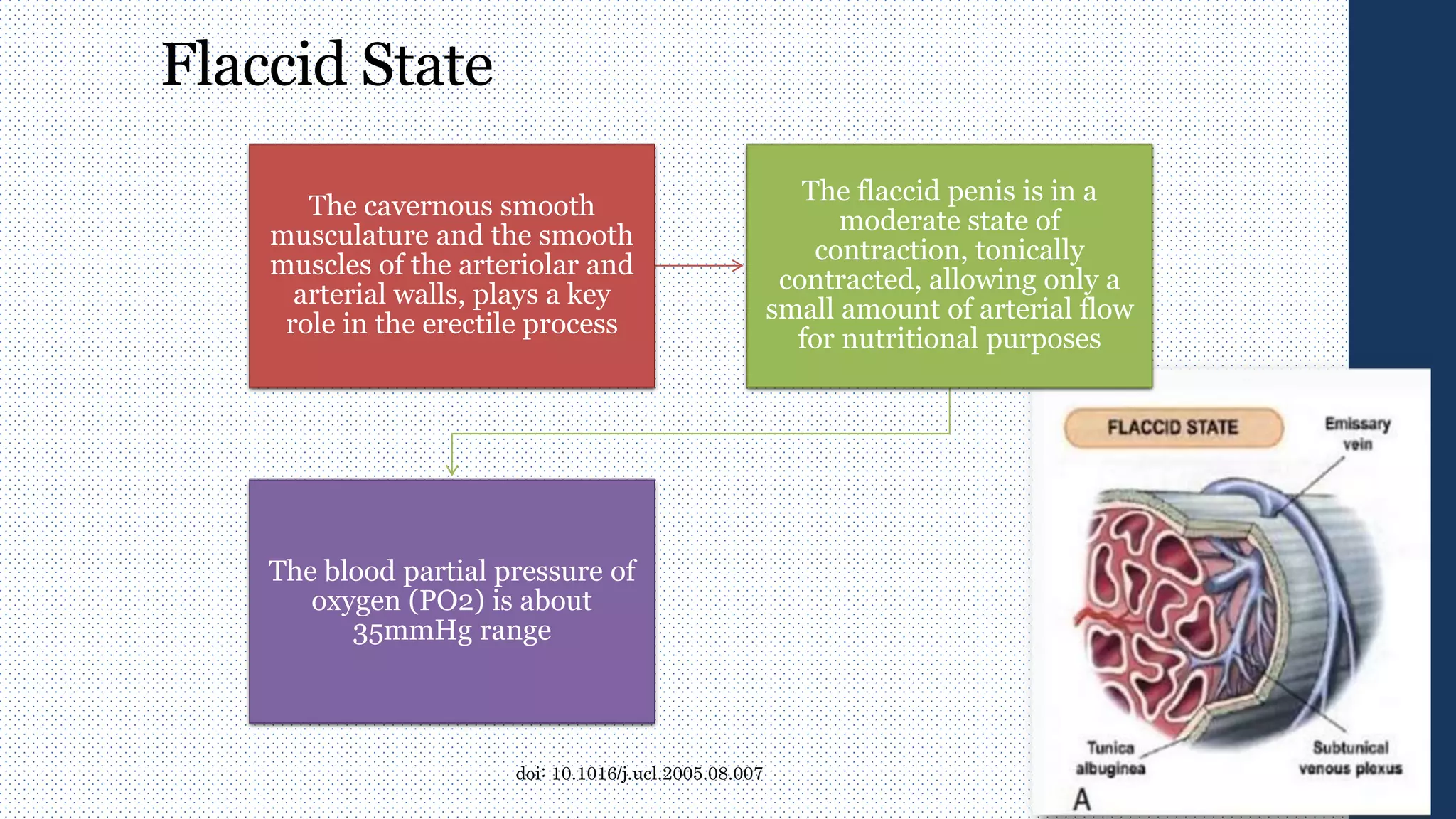 Flaccid State
The cavernous smooth
musculature and the smooth
muscles of the arteriolar and
arterial walls, plays a key
role in the erectile process
The flaccid penis is in a
moderate state of
contraction, tonically
contracted, allowing only a
small amount of arterial flow
for nutritional purposes
The blood partial pressure of
oxygen (PO2) is about
35mmHg range
doi: 10.1016/j.ucl.2005.08.007
 