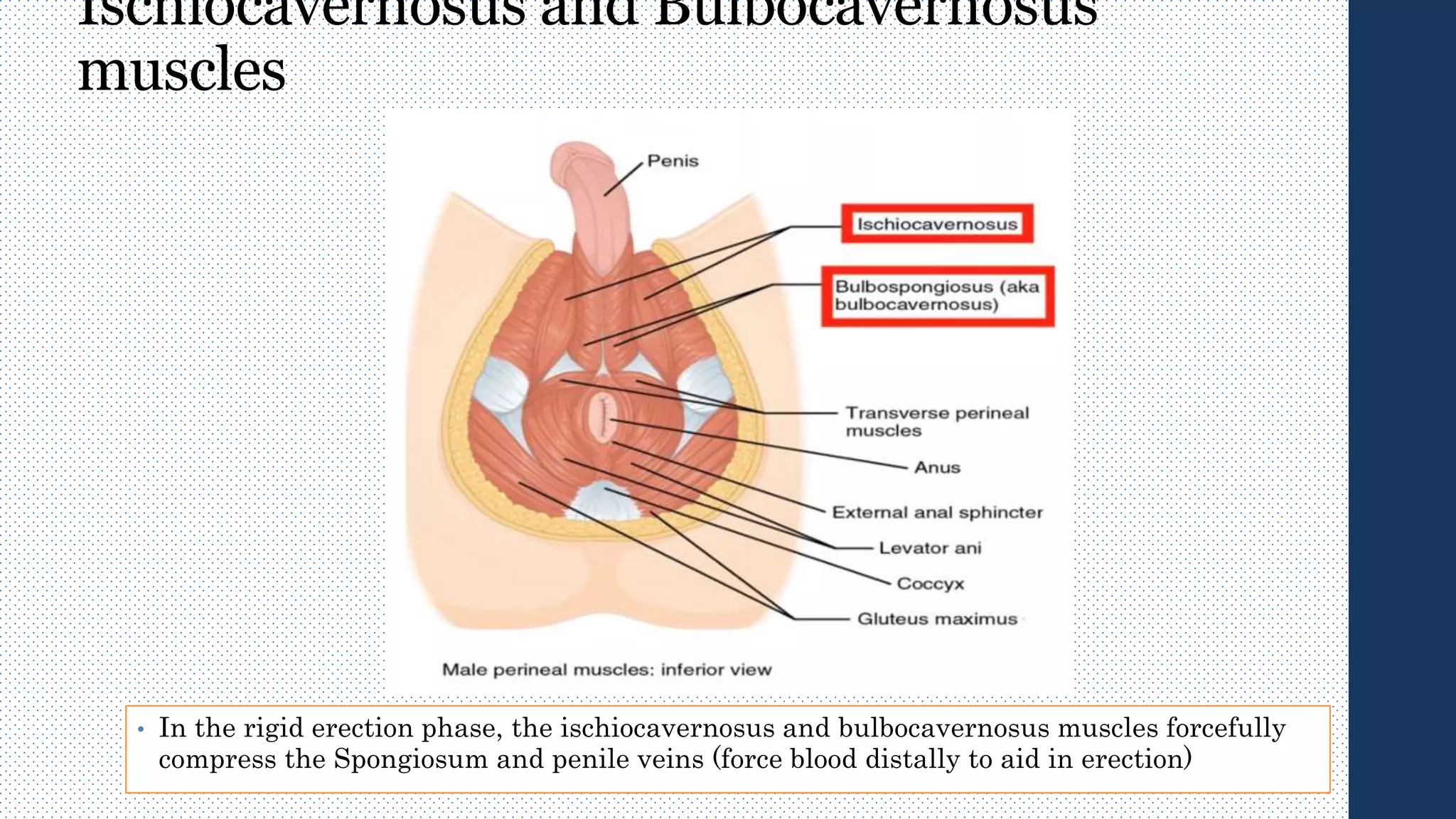 Ischiocavernosus and Bulbocavernosus
muscles
• In the rigid erection phase, the ischiocavernosus and bulbocavernosus muscles forcefully
compress the Spongiosum and penile veins (force blood distally to aid in erection)
 