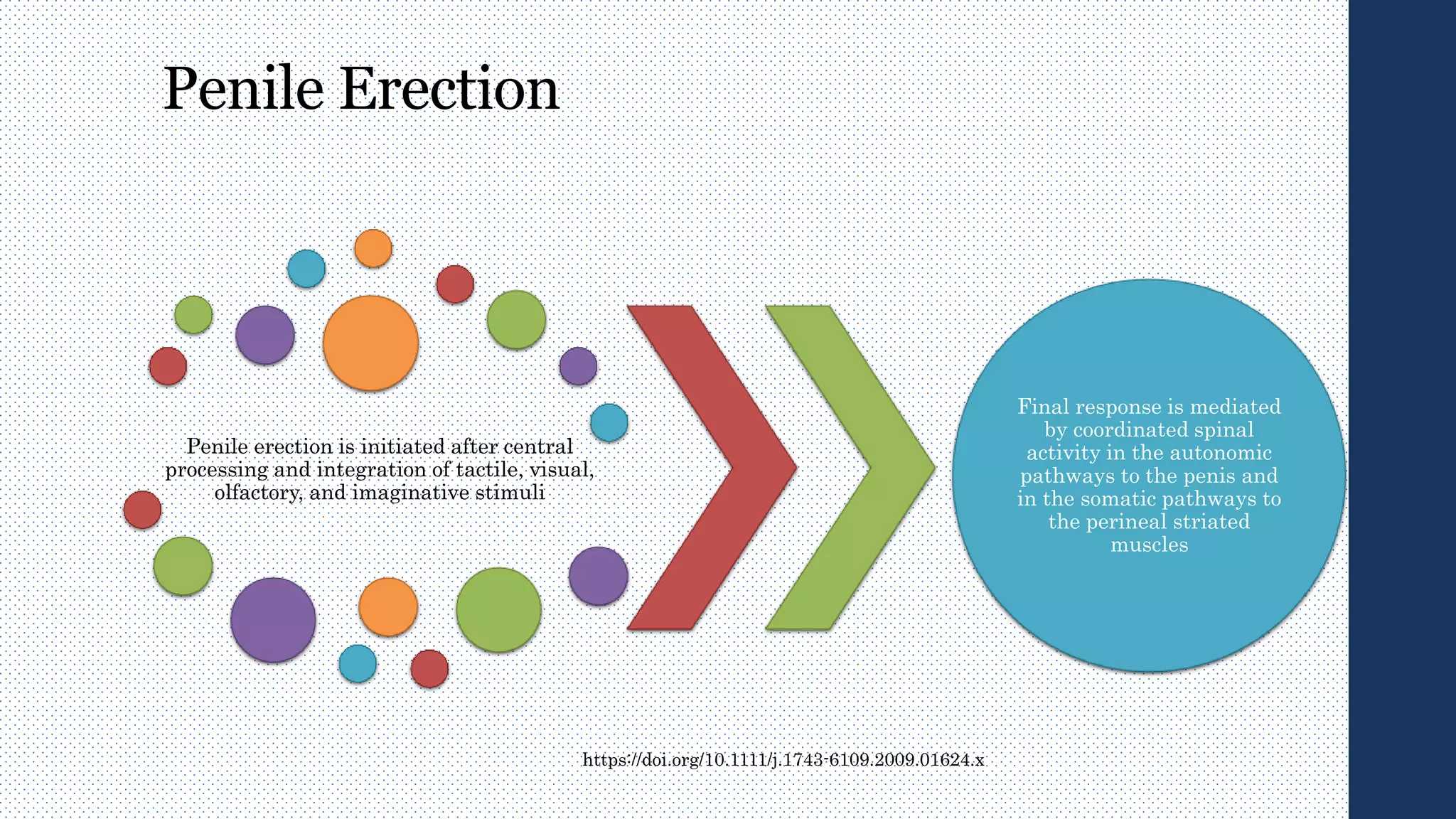 Penile Erection
Penile erection is initiated after central
processing and integration of tactile, visual,
olfactory, and imaginative stimuli
Final response is mediated
by coordinated spinal
activity in the autonomic
pathways to the penis and
in the somatic pathways to
the perineal striated
muscles
https://doi.org/10.1111/j.1743-6109.2009.01624.x
 
