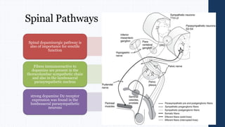 Spinal Pathways
Spinal dopaminergic pathway is
also of importance for erectile
function
Fibres immunoreactive to
dopamine are present in the
thoracolumbar sympathetic chain
and also in the lumbosacral
parasympathetic nucleus
strong dopamine D2 receptor
expression was found in the
lumbosacral parasympathetic
neurons
 