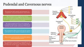 Pudendal and Cavernous nerves
The penis has both somatic and autonomic (i.e.,
sympathetic and parasympathetic) innervation
The pudendal nerve supplies the somatic
innervation, which is responsible for the sensation of
the penis and the contraction of the bulbospongiosus
and ischiocavernosus muscles
The chain ganglia from T11 to L2 supply the
sympathetic innervation, which is responsible for
vascular smooth muscle contraction of the penis
The sympathetic fibers travel through the spinal
cord and exit as the superior hypogastric plexus
These nerves end terminally in the pelvic plexus
and as cavernous nerves
The sympathetic innervation is responsible for the
baseline tonic contraction of the helicine arteries
and trabecular smooth muscle, maintaining a flaccid
state
 