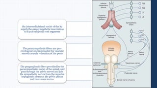 the intermediolateral nuclei of the S2
supply the parasympathetic innervation
to S4 sacral spinal cord segments
The parasympathetic fibers are pro-
erectogenic and responsible for vascular
smooth muscle relaxation of the penis
The preganglionic fibers provided by the
parasympathetic nuclei of the spinal cord
pass through the pelvic nerves and join
the sympathetic nerves from the superior
hypogastric plexus at the pelvic plexus
and cavernous nerves.
 