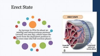 Erect State
An increase in PO2 (to about 90
mmHg) and intracavernous pressure
(around 100 mm Hg), which raises the
penis from the dependent position to
the erect state (the full-erection phase)
 