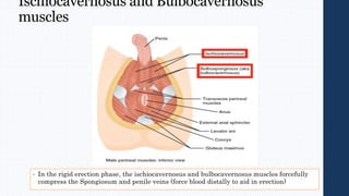 Ischiocavernosus and Bulbocavernosus
muscles
• In the rigid erection phase, the ischiocavernosus and bulbocavernosus muscles forcefully
compress the Spongiosum and penile veins (force blood distally to aid in erection)
 