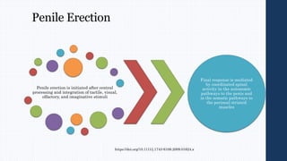 Penile Erection
Penile erection is initiated after central
processing and integration of tactile, visual,
olfactory, and imaginative stimuli
Final response is mediated
by coordinated spinal
activity in the autonomic
pathways to the penis and
in the somatic pathways to
the perineal striated
muscles
https://doi.org/10.1111/j.1743-6109.2009.01624.x
 