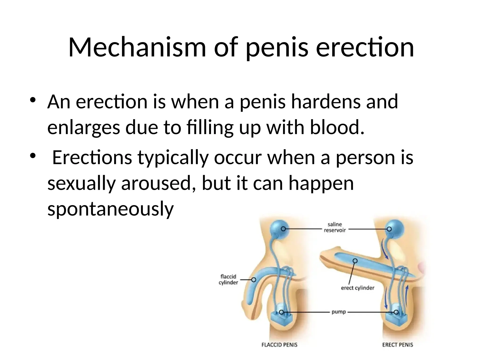 Mechanism of penis erection
• An erection is when a penis hardens and
enlarges due to filling up with blood.
• Erections typically occur when a person is
sexually aroused, but it can happen
spontaneously
 