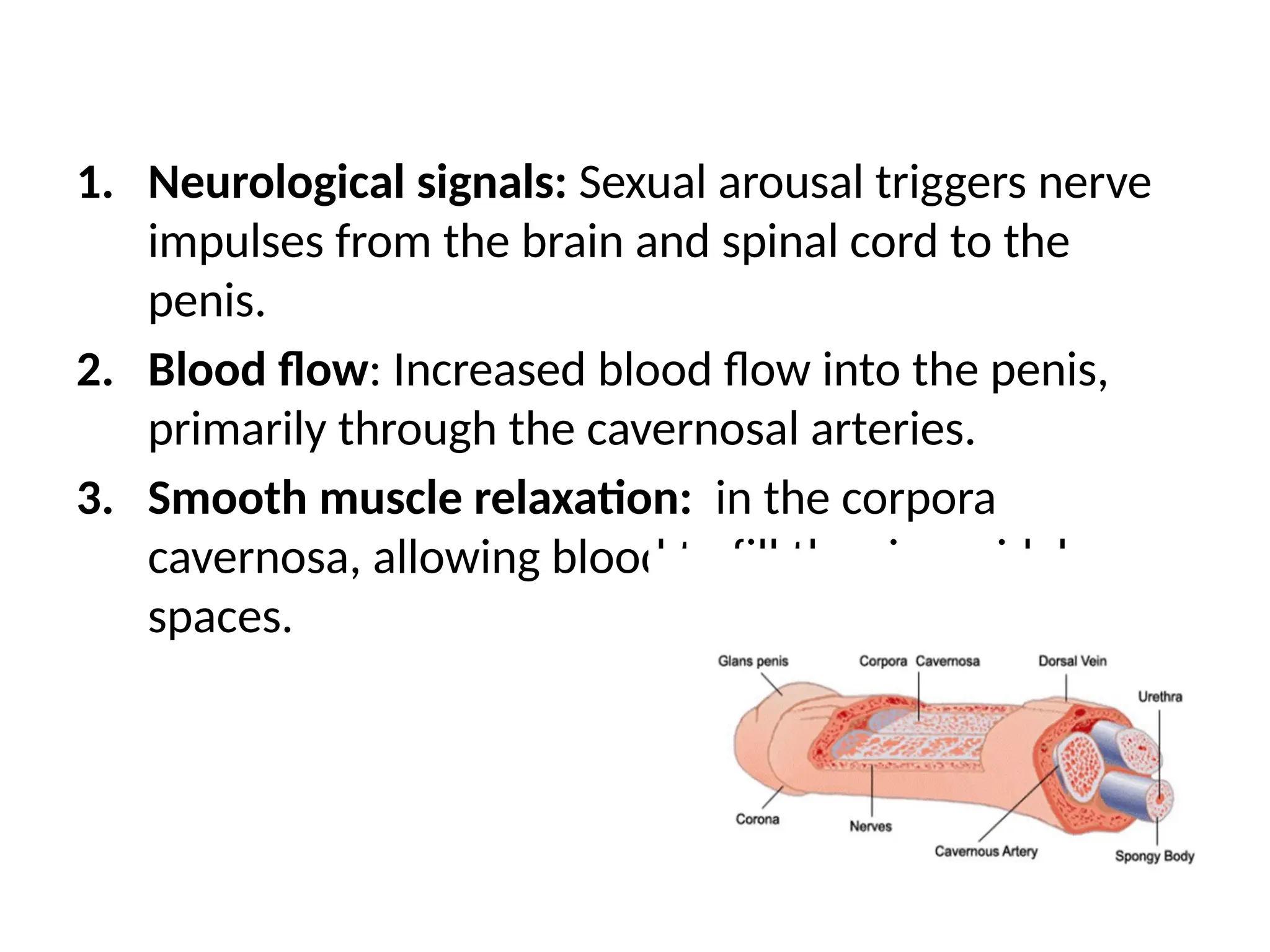 1. Neurological signals: Sexual arousal triggers nerve
impulses from the brain and spinal cord to the
penis.
2. Blood flow: Increased blood flow into the penis,
primarily through the cavernosal arteries.
3. Smooth muscle relaxation: in the corpora
cavernosa, allowing blood to fill the sinusoidal
spaces.
 