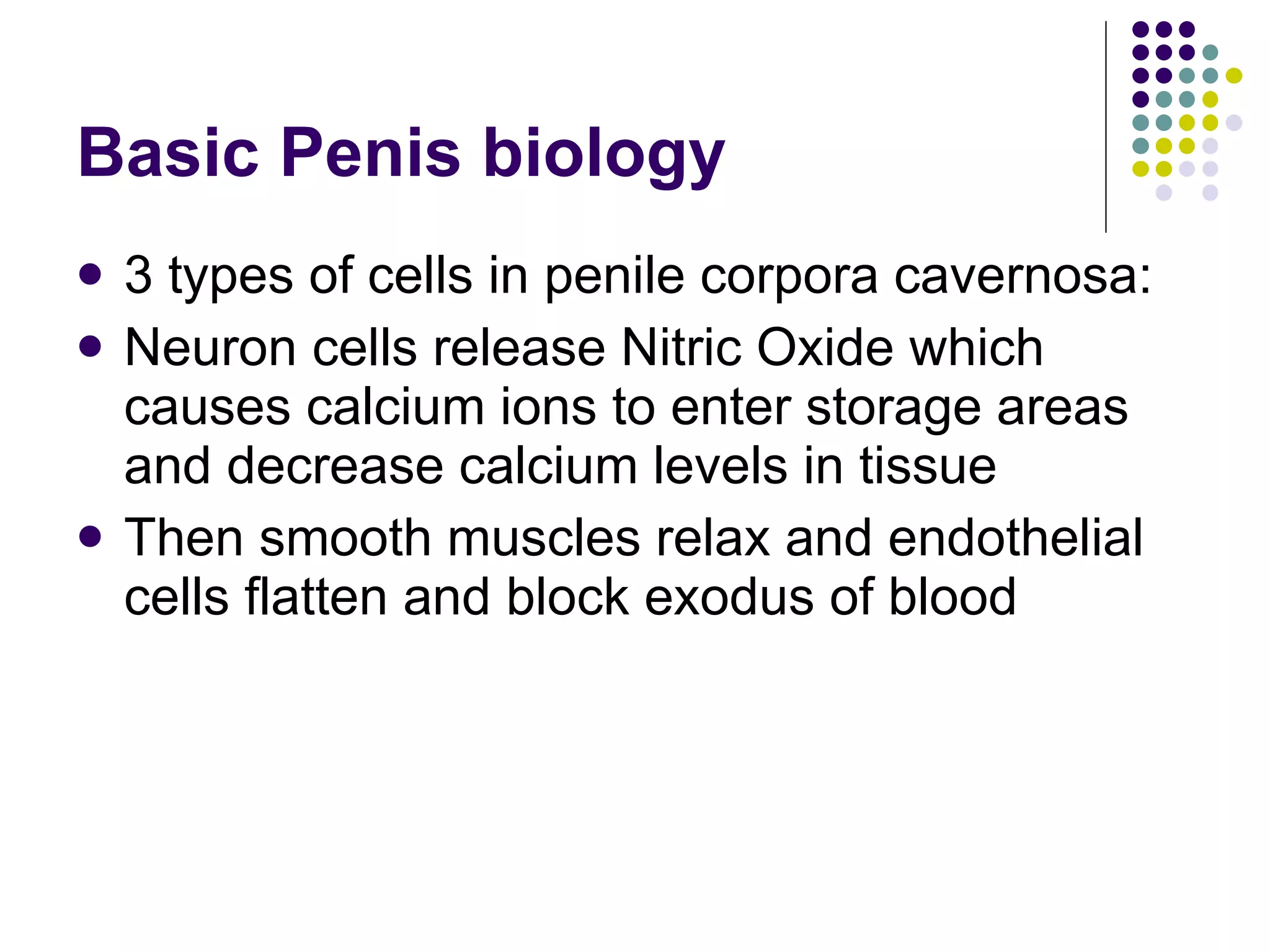 Basic Penis biology 3 types of cells in penile corpora cavernosa: Neuron cells release Nitric Oxide which causes calcium ions to enter storage areas and decrease calcium levels in tissue Then smooth muscles relax and endothelial cells flatten and block exodus of blood 