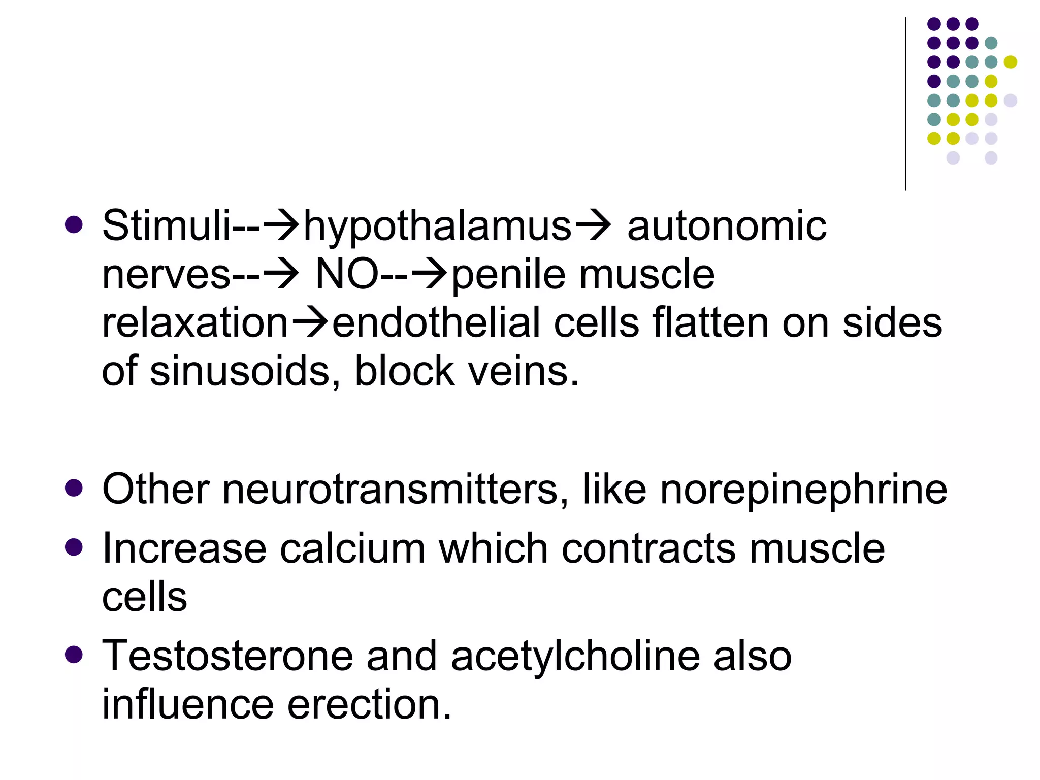 Stimuli--  hypothalamus   autonomic nerves--   NO--  penile muscle relaxation  endothelial cells flatten on sides of sinusoids, block veins. Other neurotransmitters, like norepinephrine  Increase calcium which contracts muscle cells Testosterone and acetylcholine also influence erection. 
