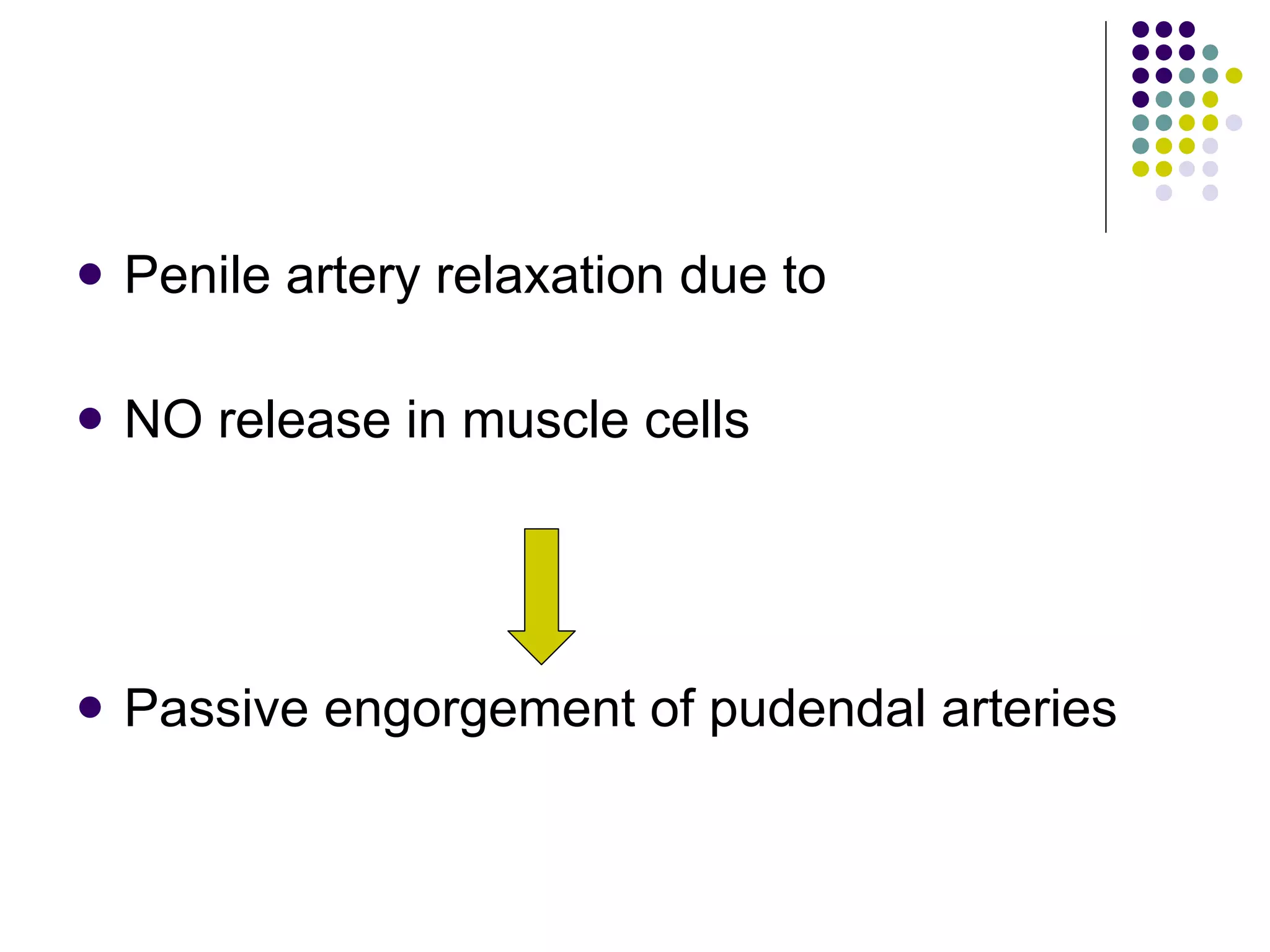 Penile artery relaxation due to NO release in muscle cells Passive engorgement of pudendal arteries 