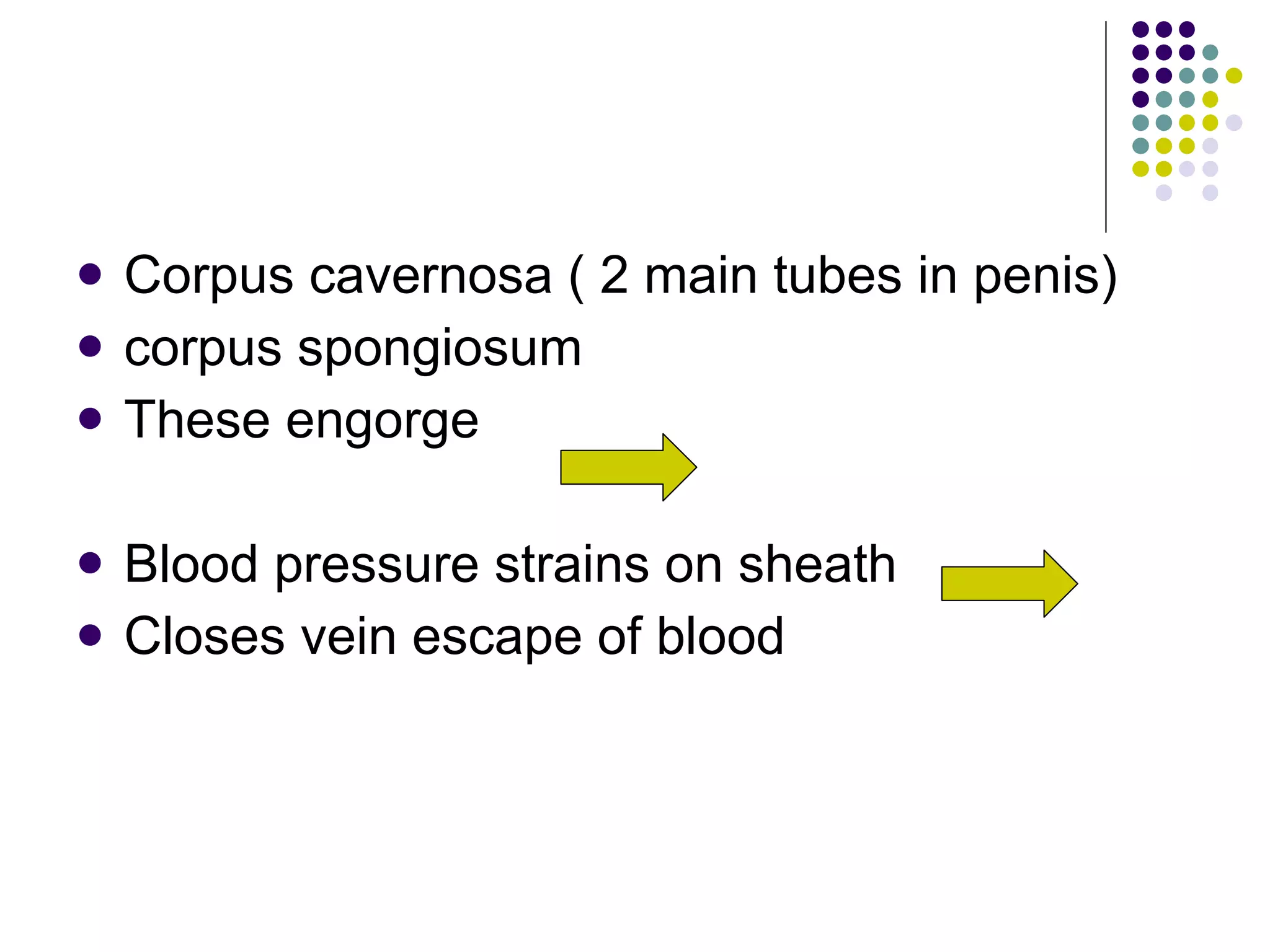Corpus cavernosa ( 2 main tubes in penis) corpus spongiosum These engorge Blood pressure strains on sheath Closes vein escape of blood 