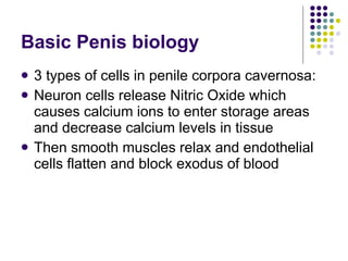 Basic Penis biology 3 types of cells in penile corpora cavernosa: Neuron cells release Nitric Oxide which causes calcium ions to enter storage areas and decrease calcium levels in tissue Then smooth muscles relax and endothelial cells flatten and block exodus of blood 