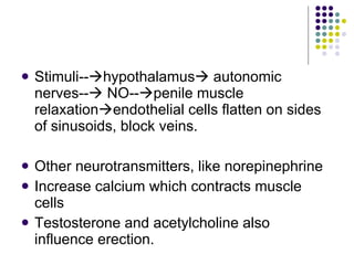Stimuli--  hypothalamus   autonomic nerves--   NO--  penile muscle relaxation  endothelial cells flatten on sides of sinusoids, block veins. Other neurotransmitters, like norepinephrine  Increase calcium which contracts muscle cells Testosterone and acetylcholine also influence erection. 