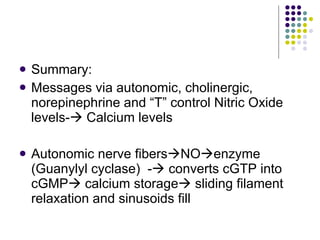 Summary: Messages via autonomic, cholinergic, norepinephrine and “T” control Nitric Oxide levels-   Calcium levels Autonomic nerve fibers  NO  enzyme (Guanylyl cyclase)  -   converts cGTP into cGMP   calcium storage   sliding filament relaxation and sinusoids fill 