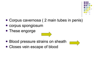 Corpus cavernosa ( 2 main tubes in penis) corpus spongiosum These engorge Blood pressure strains on sheath Closes vein escape of blood 