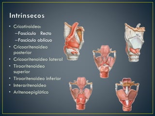 • Cricotiroideo:
–Fascículo Recto
–Fascículo oblícuo
• Cricoaritenoideo
posterior
• Cricoaritenoideo lateral
• Tiroaritenoideo
superior
• Tiroaritenoideo inferior
• Interaritenoideo
• Aritenoepiglótico
 