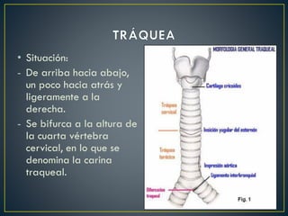 • Situación:
- De arriba hacia abajo,
un poco hacia atrás y
ligeramente a la
derecha.
- Se bifurca a la altura de
la cuarta vértebra
cervical, en lo que se
denomina la carina
traqueal.
 