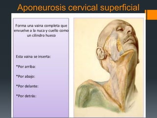Aponeurosis cervical superficial
 