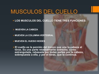MUSCULOS DEL CUELLO
 LOS MUSCULOS DEL CUELLO TIENE TRES FUNCIONES:
 MUEVEN LA CABEZA
MUEVEN LA COLUMNA VERTEBRAL
MUEVEN EL HUESO HIODES
El cuello es la porción del tronco que une la cabeza al
tórax. Es una parte relativamente estrecha, como
estrangulada, rebasada por todas partes por la cabeza,
sobrepuesta a ella, y por el tórax, que la continua.
 