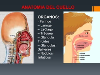 ÓRGANOS:
– Faringe
– Laringe
– Esófago
– Tráquea
– Glándula
Tiroides
– Glándulas
Salivares
– Nódulos
linfáticos
ANATOMIA DEL CUELLO
 