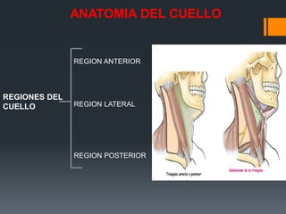 REGIONES DEL
CUELLO
REGION ANTERIOR
REGION LATERAL
REGION POSTERIOR
ANATOMIA DEL CUELLO
 