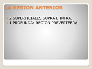 LA REGION ANTERIOR
 2 SUPERFICIALES SUPRA E INFRA.
 1 PROFUNDA: REGION PREVERTEBRAL.
 