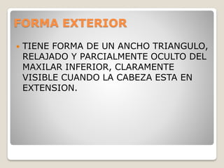 FORMA EXTERIOR
 TIENE FORMA DE UN ANCHO TRIANGULO,
RELAJADO Y PARCIALMENTE OCULTO DEL
MAXILAR INFERIOR, CLARAMENTE
VISIBLE CUANDO LA CABEZA ESTA EN
EXTENSION.
 