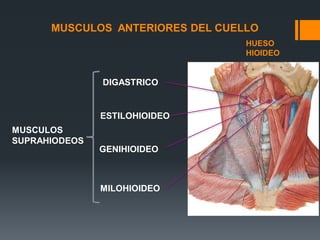 MUSCULOS
SUPRAHIODEOS
ESTILOHIOIDEO
DIGASTRICO
MILOHIOIDEO
GENIHIOIDEO
HUESO
HIOIDEO
MUSCULOS ANTERIORES DEL CUELLO
 