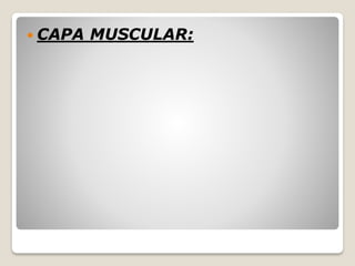  CAPA MUSCULAR:
 