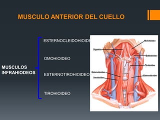 MUSCULOS
INFRAHIODEOS
MUSCULO ANTERIOR DEL CUELLO
ESTERNOCLEIDOHIOIDEO
OMOHIOIDEO
ESTERNOTIROHIOIDEO
TIROHIOIDEO
 