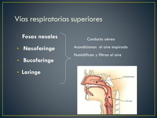 • Fosas nasales
• Nasofaringe
• Bucofaringe
• Laringe
Vías respiratorias superiores
Conducto aéreo
Acondicionan el aire inspirado
Humidifican y filtran el aire
 