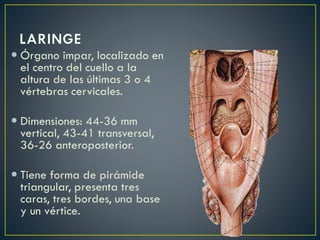  Órgano impar, localizado en
el centro del cuello a la
altura de las últimas 3 o 4
vértebras cervicales.
 Dimensiones: 44-36 mm
vertical, 43-41 transversal,
36-26 anteroposterior.
 Tiene forma de pirámide
triangular, presenta tres
caras, tres bordes, una base
y un vértice.
 