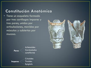 • Tiene un esqueleto formado
por tres cartílagos impares y
tres pares, unidos por
articulaciones, movidos por
músculos y cubiertos por
mucosa.
Pares
Impares
Aritenoides
Corniculados
cuneiforme
Cricoides
Tiroides
Epiglotis
 