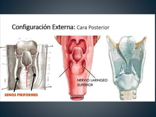 NERVIO LARINGEO
SUPERIOR
 