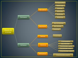 Músculos de
la laringe
Extrínsecos
Elevadores
Estilohioideo
Genihioideo
Milohioideo
Faringoestafilino
Estilofaríngeo
Tirohioideo
Depresores
Omohioideo
Esternohioideo
Esternotiriohioideo
Intrínsecos
Tensores Cricotiroideo
Aductores
Aritenoepiglótico
Interaritenoideo
Tiroaritenoideo superior
Tiroaritenoideo inferior
Cricoaritenoideo Lateral
Dilatadores
Cricoaritenoideo posterior
 