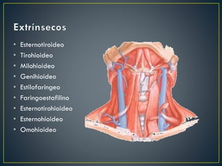 • Esternotiroideo
• Tirohioideo
• Milohioideo
• Genihioideo
• Estilofaríngeo
• Faringoestafilino
• Esternotirohioideo
• Esternohioideo
• Omohioideo
 