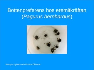 Bottenpreferens hos eremitkräftan
(Pagurus bernhardus)
Hampus Lybeck och Pontus Ohlsson
 