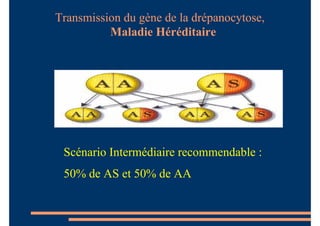 Scénario Intermédiaire recommendable :
50% de AS et 50% de AA
Transmission du gène de la drépanocytose,
Maladie Héréditaire