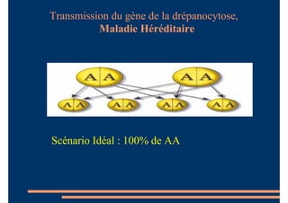 Scénario Idéal : 100% de AA
Transmission du gène de la drépanocytose,
Maladie Héréditaire